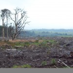 Photo of the scenes of desolation of the Larch Forests atop Longridge Fell