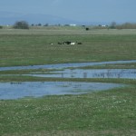 Photo of Crossens Moss