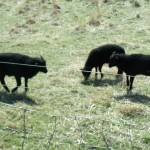 Photo of Lambs at Hollywood Farm